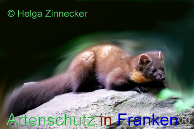 © Artenschutz in Franken® / Helga Zinnecker Bild zum Eintrag (1095111-160)