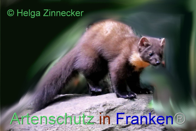 © Artenschutz in Franken® / Helga Zinnecker Bild zum Eintrag (1095114-160)