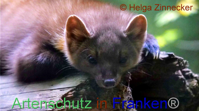 © Artenschutz in Franken® / Helga Zinnecker Bild zum Eintrag (1095115-160)