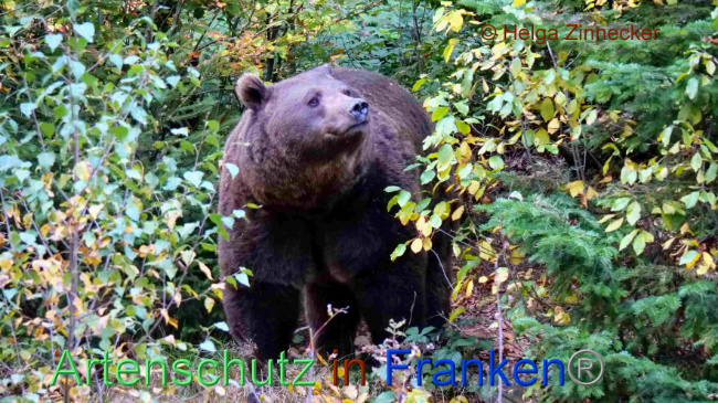 © Artenschutz in Franken® / Helga Zinnecker Bild zum Eintrag (1095261-160)