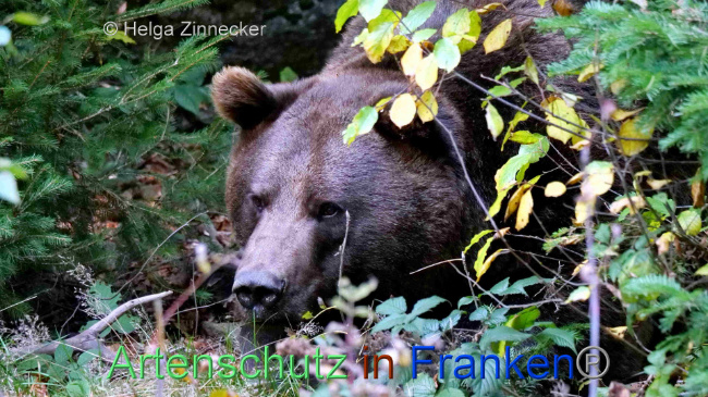 © Artenschutz in Franken® / Helga Zinnecker Bild zum Eintrag (1095262-160)