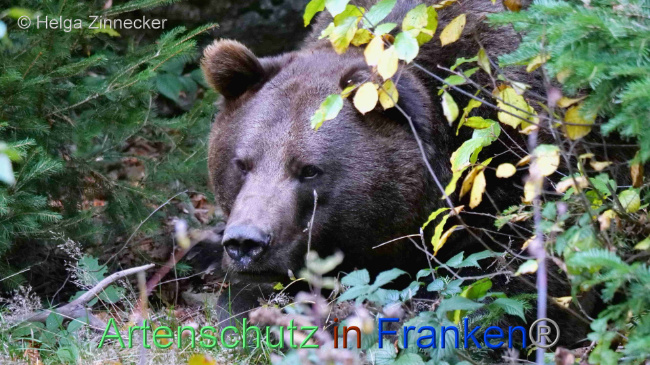 © Artenschutz in Franken® / Helga Zinnecker Bild zum Eintrag (1095263-160)