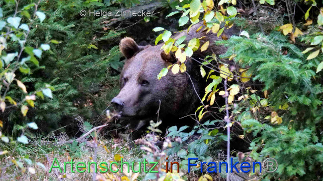 © Artenschutz in Franken® / Helga Zinnecker Bild zum Eintrag (1095265-160)