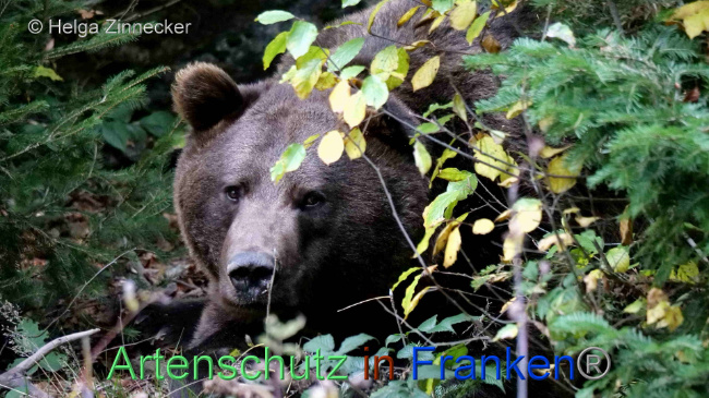 © Artenschutz in Franken® / Helga Zinnecker Bild zum Eintrag (1095266-160)