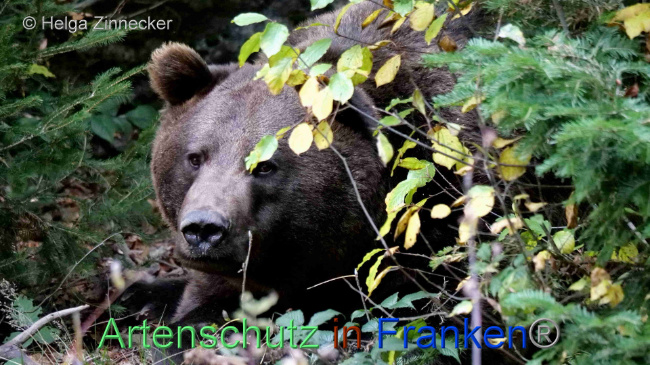 © Artenschutz in Franken® / Helga Zinnecker Bild zum Eintrag (1095267-160)