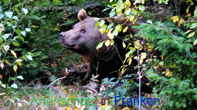 © Artenschutz in Franken® / Helga Zinnecker Bild zum Eintrag (1095269-160)