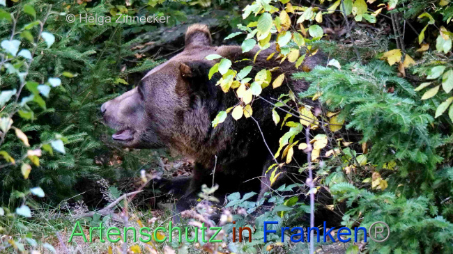 © Artenschutz in Franken® / Helga Zinnecker Bild zum Eintrag (1095270-160)
