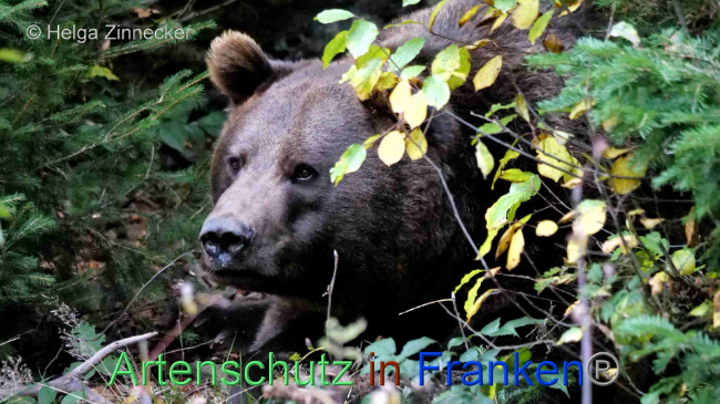 © Artenschutz in Franken® / Helga Zinnecker Bild zum Eintrag (1095271-160)