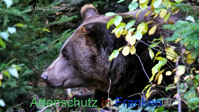 © Artenschutz in Franken® / Helga Zinnecker Bild zum Eintrag (1095272-160)