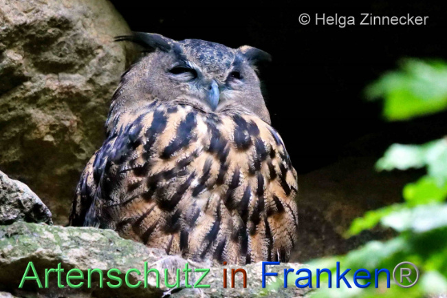 © Artenschutz in Franken® / Helga Zinnecker Bild zum Eintrag (1095282-160)