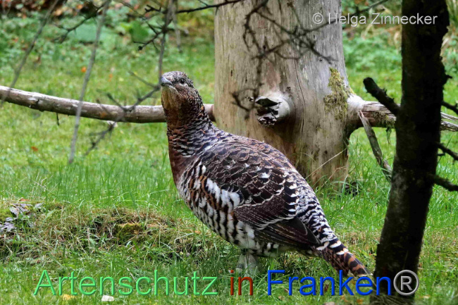 © Artenschutz in Franken® / Helga Zinnecker Bild zum Eintrag (1095311-160)