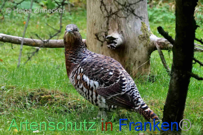 © Artenschutz in Franken® / Helga Zinnecker Bild zum Eintrag (1095312-160)