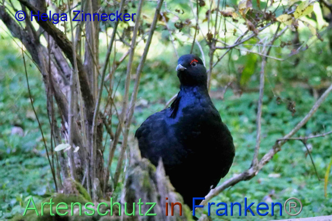 © Artenschutz in Franken® / Helga Zinnecker Bild zum Eintrag (1095317-160)