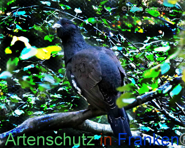 © Artenschutz in Franken® / Helga Zinnecker Bild zum Eintrag (1095331-160)