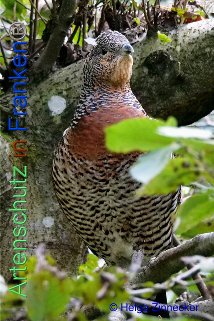 © Artenschutz in Franken® / Helga Zinnecker Bild zum Eintrag (1095334-160)