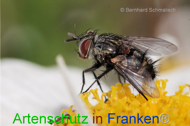 © Artenschutz in Franken® / Bernhard Schmalisch Bild zum Eintrag (1095494-160)