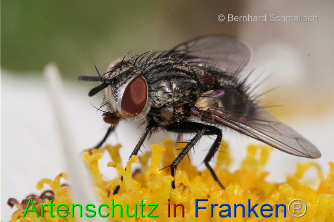 © Artenschutz in Franken® / Bernhard Schmalisch Bild zum Eintrag (1095495-160)