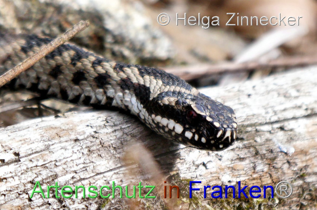 © Artenschutz in Franken® / Helga Zinnecker Bild zum Eintrag (1095537-160)