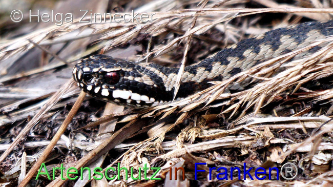 © Artenschutz in Franken® / Helga Zinnecker Bild zum Eintrag (1095538-160)