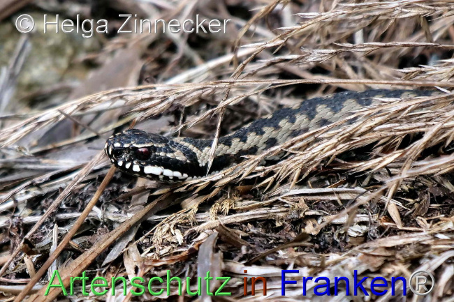 © Artenschutz in Franken® / Helga Zinnecker Bild zum Eintrag (1095539-160)