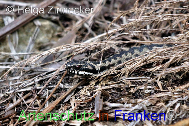 © Artenschutz in Franken® / Helga Zinnecker Bild zum Eintrag (1095541-160)