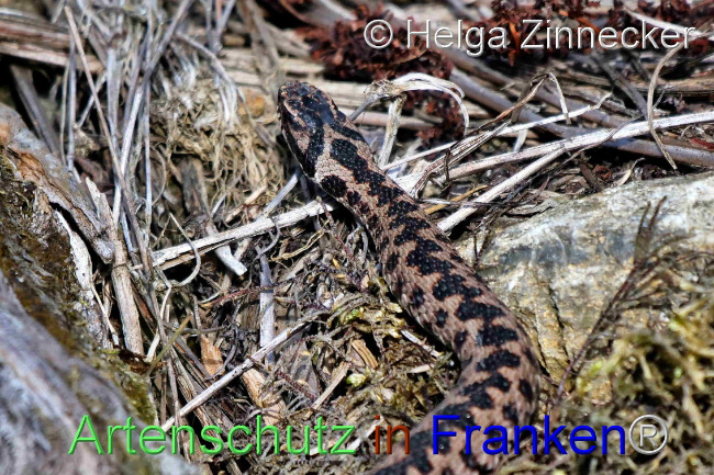 © Artenschutz in Franken® / Helga Zinnecker Bild zum Eintrag (1095542-160)