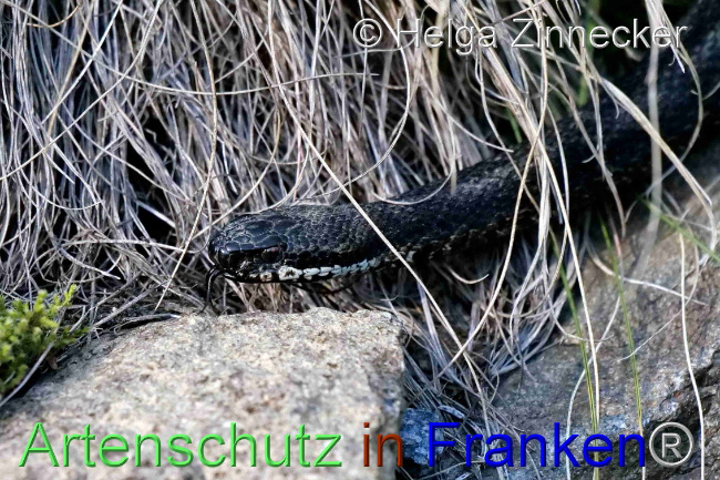© Artenschutz in Franken® / Helga Zinnecker Bild zum Eintrag (1095543-160)