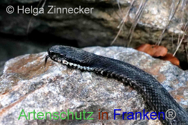 © Artenschutz in Franken® / Helga Zinnecker Bild zum Eintrag (1095545-160)