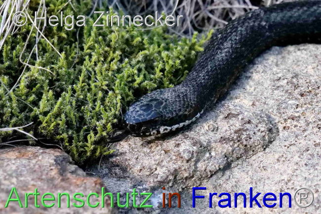 © Artenschutz in Franken® / Helga Zinnecker Bild zum Eintrag (1095546-160)