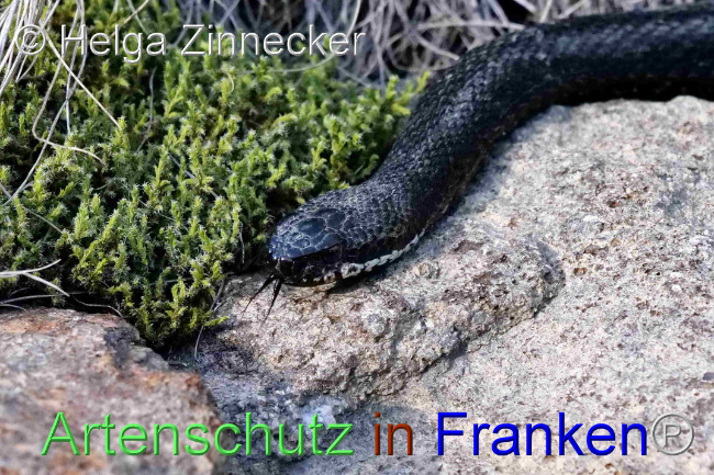 © Artenschutz in Franken® / Helga Zinnecker Bild zum Eintrag (1095547-160)