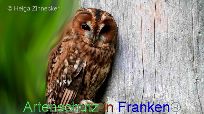 © Artenschutz in Franken® / Helga Zinnecker Bild zum Eintrag (1095636-160)
