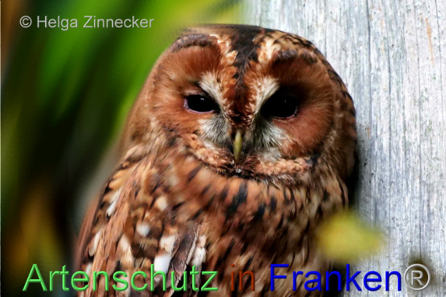 © Artenschutz in Franken® / Helga Zinnecker Bild zum Eintrag (1095637-160)