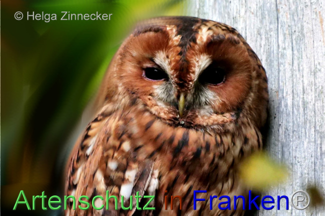 © Artenschutz in Franken® / Helga Zinnecker Bild zum Eintrag (1095639-160)