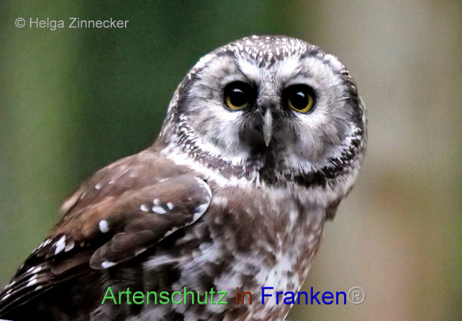 © Artenschutz in Franken® / Helga Zinnecker Bild zum Eintrag (1095662-160)