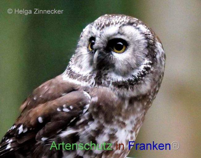 © Artenschutz in Franken® / Helga Zinnecker Bild zum Eintrag (1095663-160)