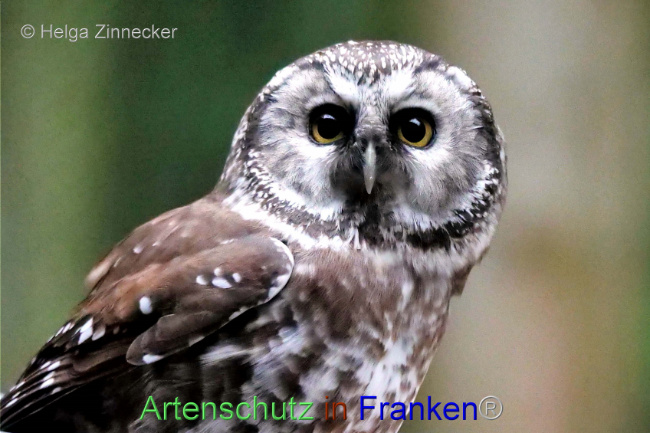 © Artenschutz in Franken® / Helga Zinnecker Bild zum Eintrag (1095664-160)