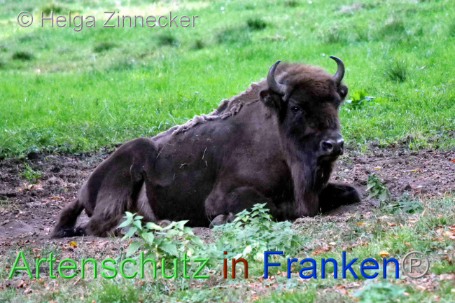 Bild zum Eintrag (1095698-160)