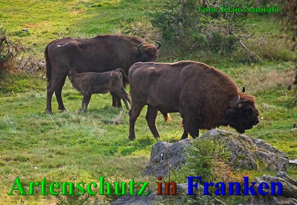 Copyright AiS-Klaus Sanwald Bild zum Eintrag (1095704-160)