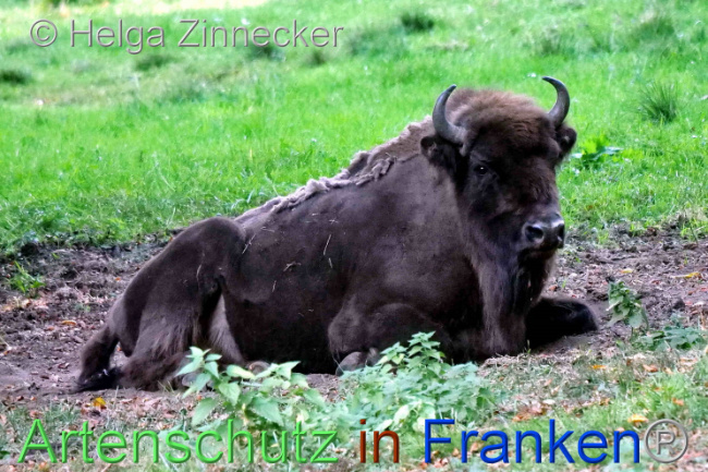 Bild zum Eintrag (1095705-160)