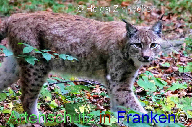© Artenschutz in Franken® / Helga Zinnecker Bild zum Eintrag (1095962-160)