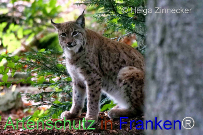 © Artenschutz in Franken® / Helga Zinnecker Bild zum Eintrag (1095964-160)