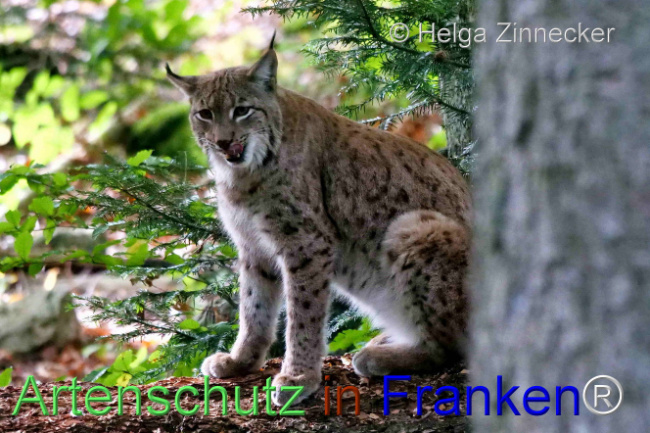 © Artenschutz in Franken® / Helga Zinnecker Bild zum Eintrag (1095965-160)
