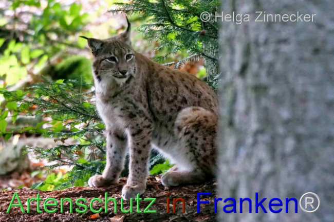 © Artenschutz in Franken® / Helga Zinnecker Bild zum Eintrag (1095966-160)