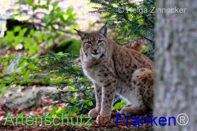 © Artenschutz in Franken® / Helga Zinnecker Bild zum Eintrag (1095968-160)