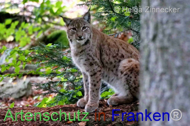 © Artenschutz in Franken® / Helga Zinnecker Bild zum Eintrag (1095969-160)