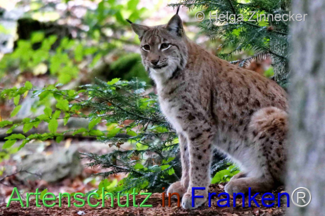 © Artenschutz in Franken® / Helga Zinnecker Bild zum Eintrag (1095970-160)