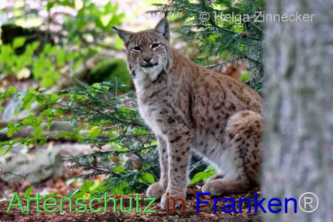 © Artenschutz in Franken® / Helga Zinnecker Bild zum Eintrag (1095972-160)