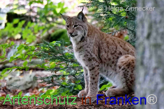 © Artenschutz in Franken® / Helga Zinnecker Bild zum Eintrag (1095973-160)