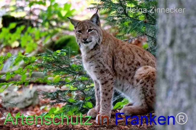 © Artenschutz in Franken® / Helga Zinnecker Bild zum Eintrag (1095974-160)