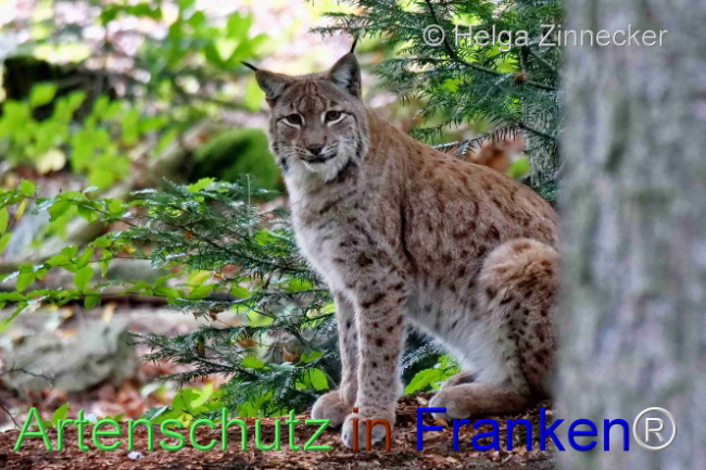 © Artenschutz in Franken® / Helga Zinnecker Bild zum Eintrag (1095976-160)